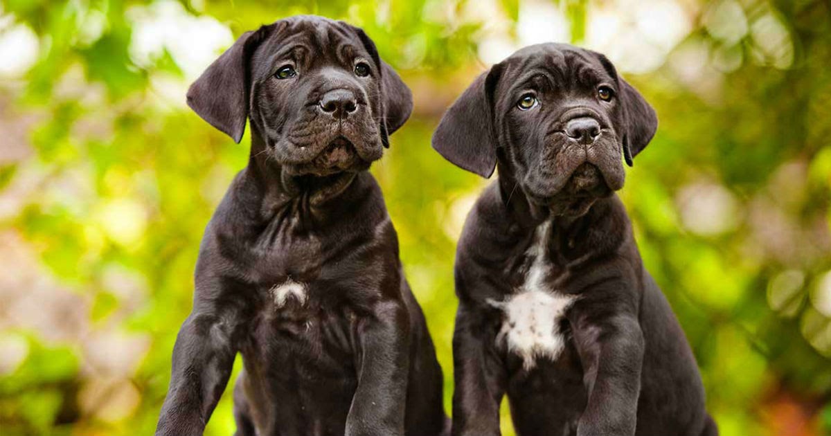 Show Me Pictures Of Cane Corso Dogs PictureMeta