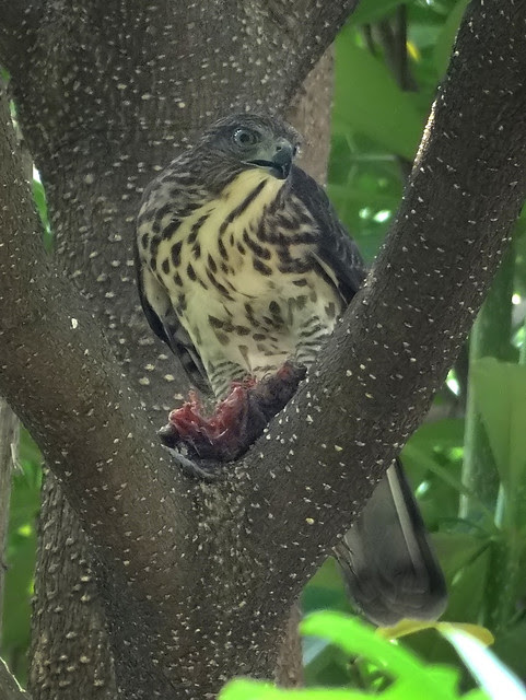 鳳頭蒼鷹/無限台南