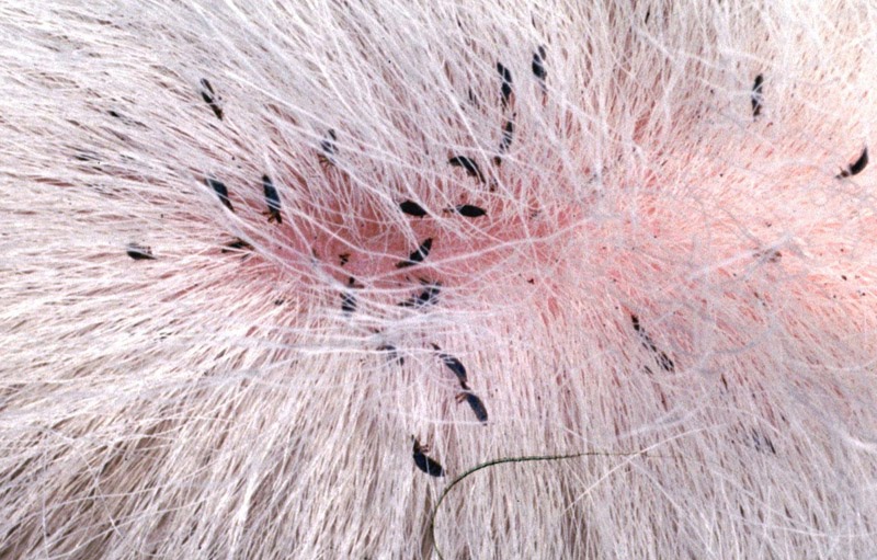 Can Cats And Dogs Get Lice From Humans CatWalls