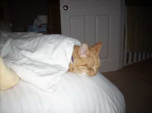 gizzy-in-competitive-napping