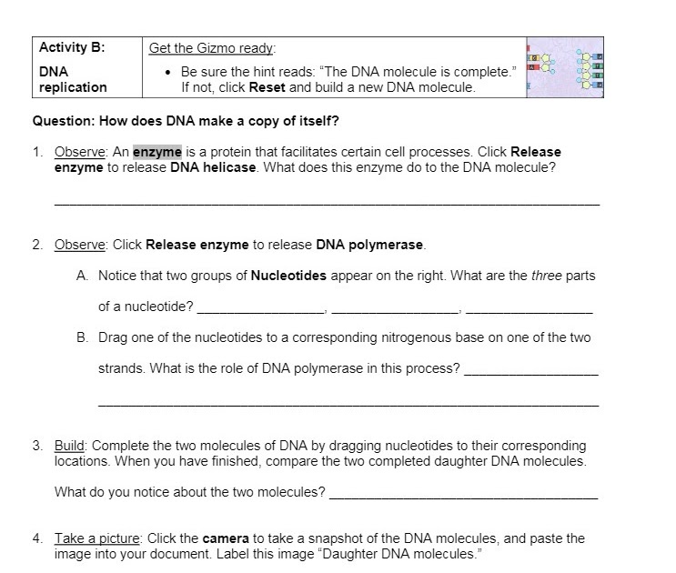 Building Dna Gizmo Worksheet Answers / 29 Rna And Protein Synthesis