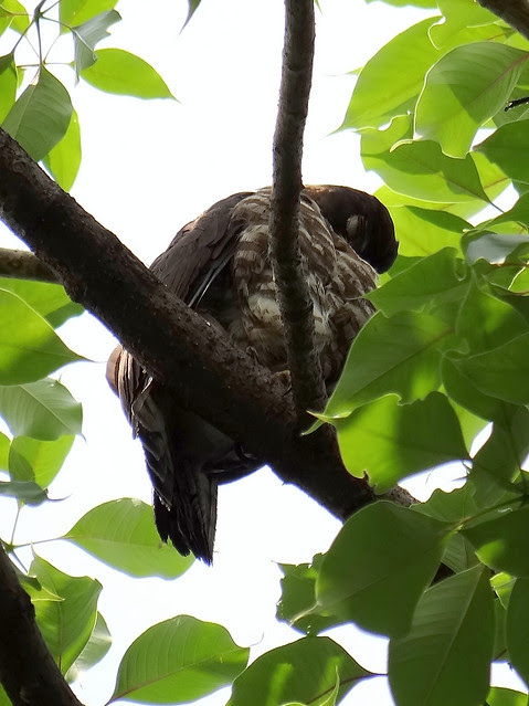 鳳頭蒼鷹/無限台南