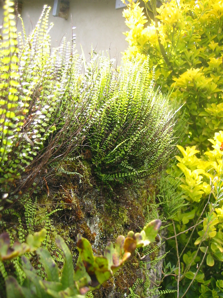 ferns