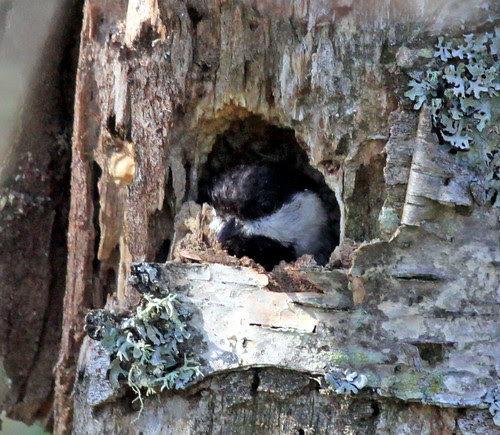 Black-capped Chickadee nest