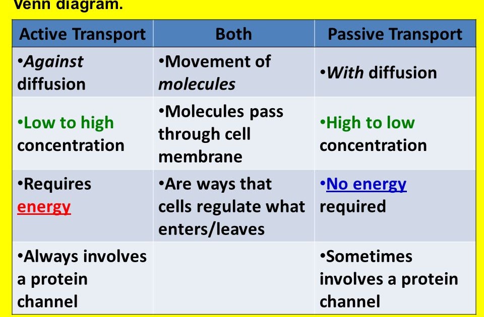 active-and-passive-transport-venn-diagram-my-xxx-hot-girl