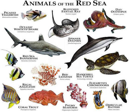 Sea Mammals Names - Pets Lovers