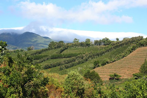 Coffee Plantations