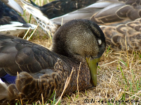 Beak planting