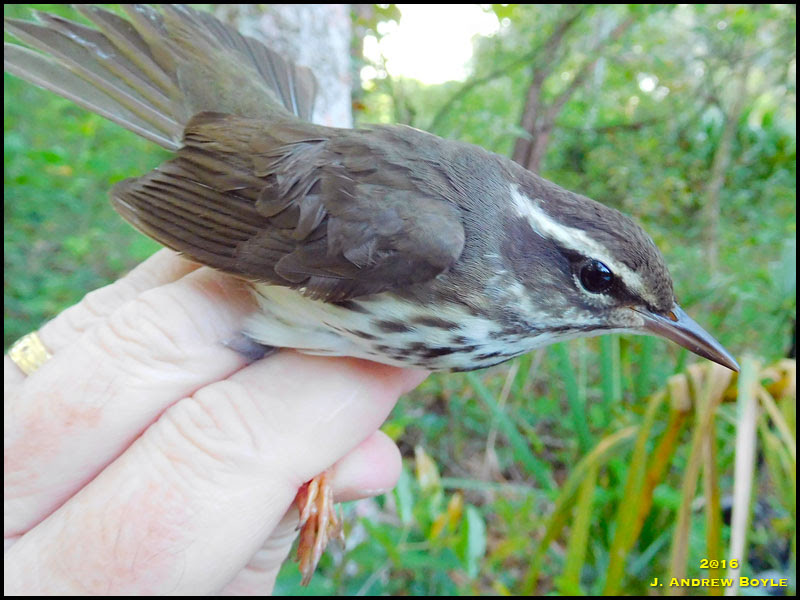 Louisiana Waterthrush Louisiana Waterthrush