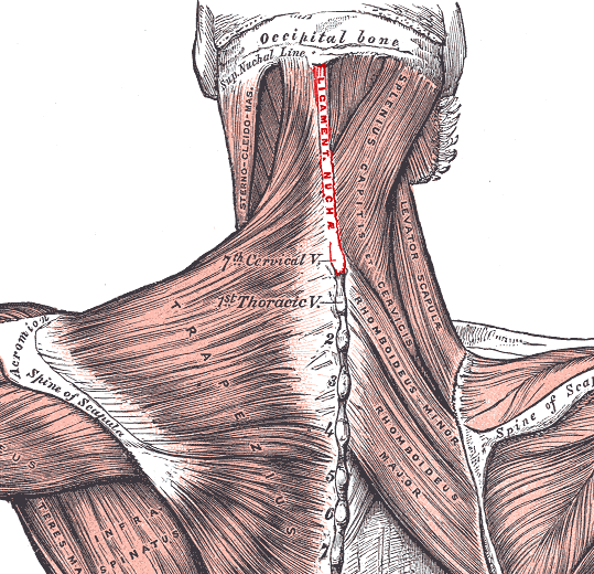 Kid Facts Learn something new every day! Supraspinous ligament