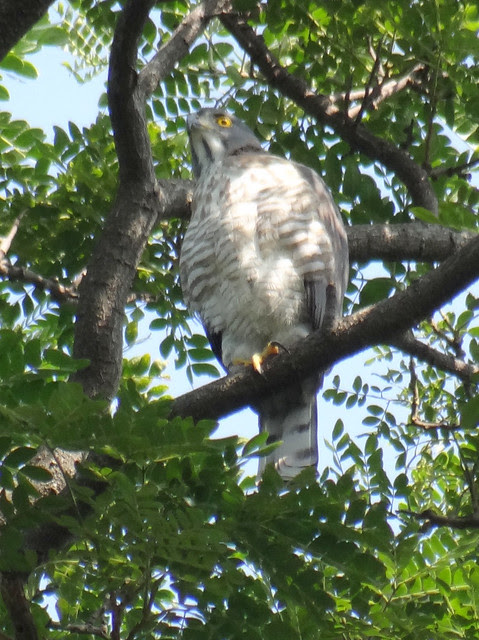 鳳頭蒼鷹/無限台南