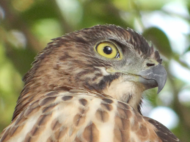 鳳頭蒼鷹/無限台南