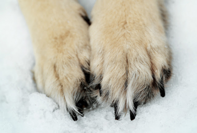 pfotenpflege_hund_hausmittel — Der Hundeblog