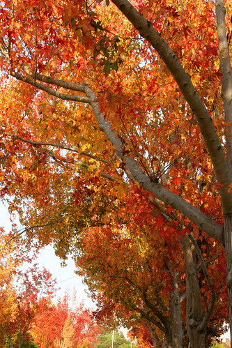 liquidambar styraciflua fall color