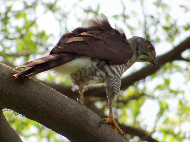鳳頭蒼鷹/無限台南