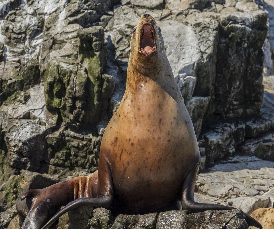 A sea lion yawns at Daniel Fox as it sits on rocks in Kodiak Island, Alaska - the explorer describes himself as an artist and a storyteller