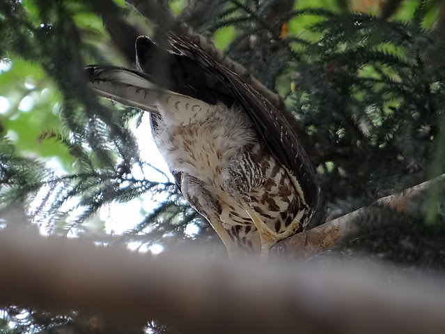 鳳頭蒼鷹/無限台南