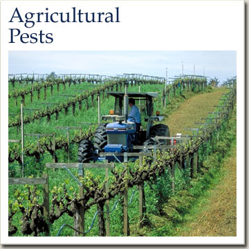 pest ipm