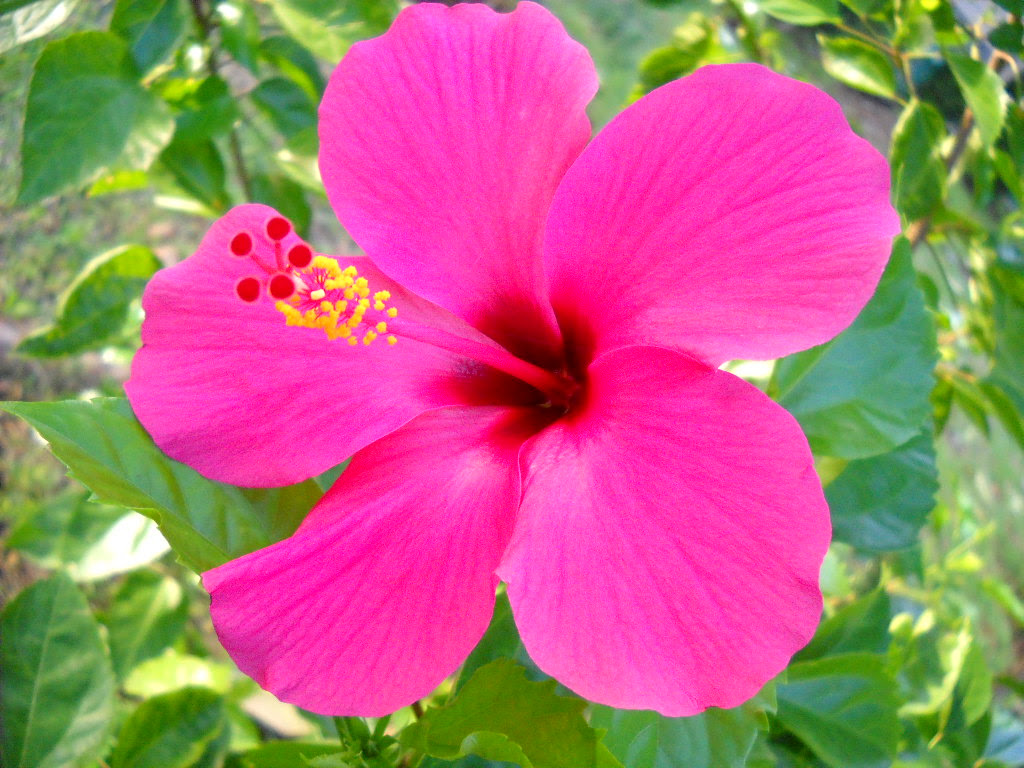 File Kembang sepatu hibiscus JPG Wikimedia Commons File Kembang sepatu hibiscus JPG Wikimedia Commons