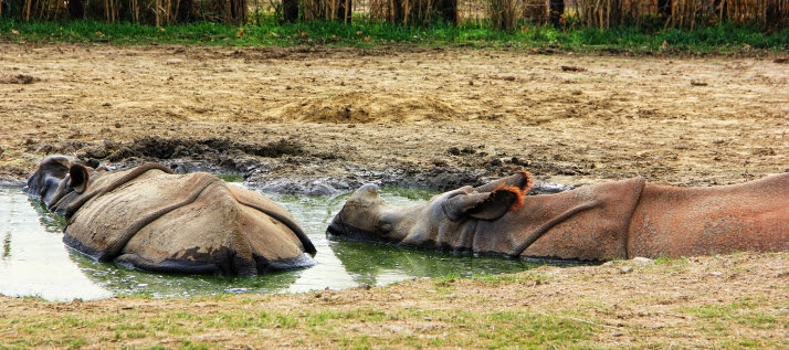 Rhinos Bathing