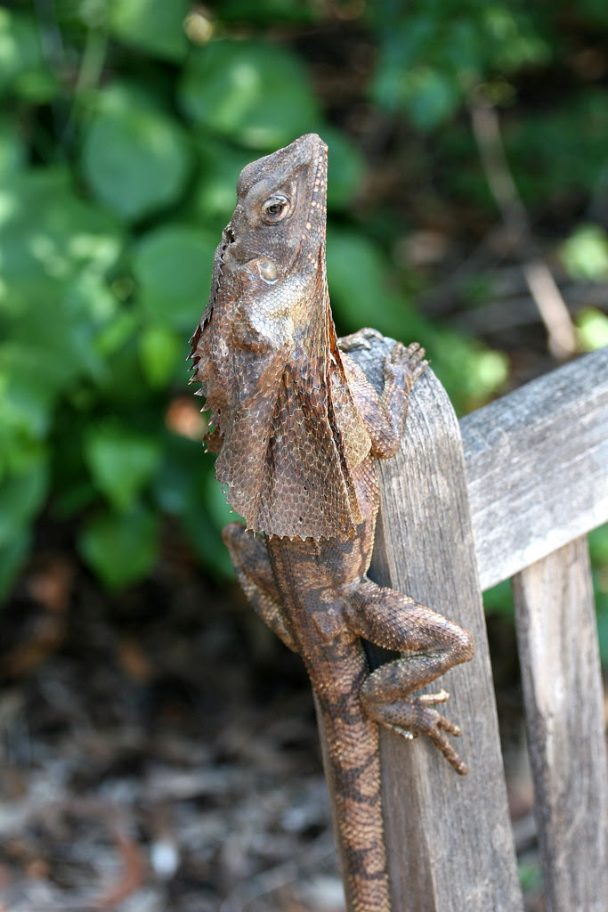 Frill-Necked lizard
