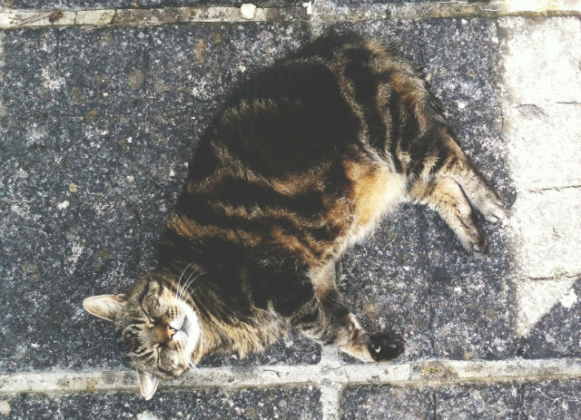 5 lifestyle blog uk vivatramp cat listography.