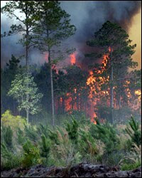Photo: Forest fire.