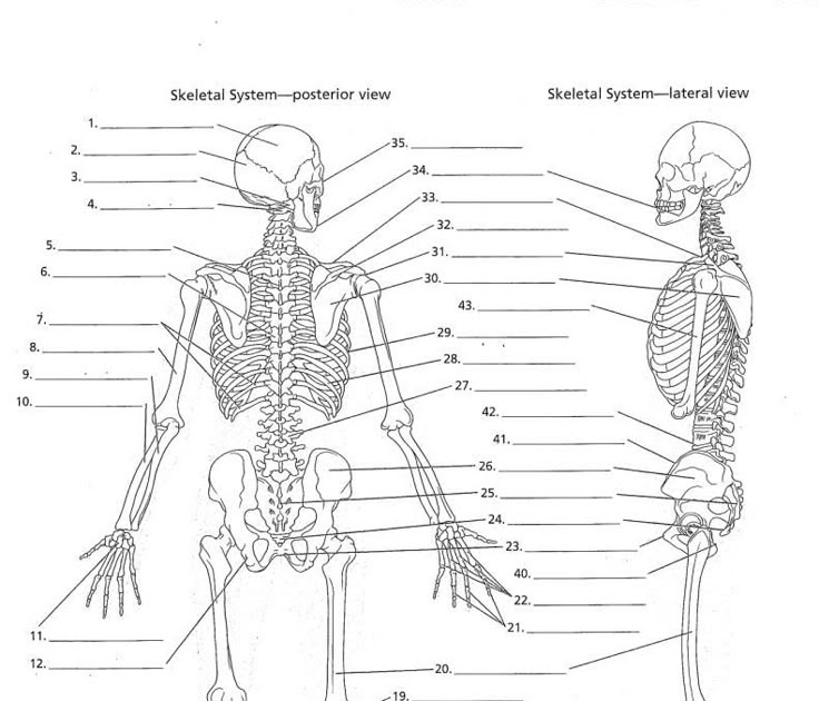 28 Skull Labeling Worksheet Answers - Worksheet Resource Plans