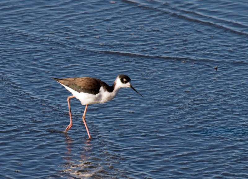 Black-necked Stilt Black-necked Stilt