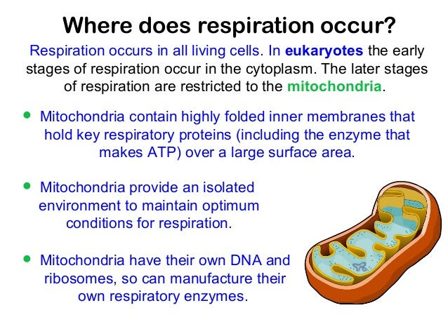 in-which-organelle-does-cellular-respiration-occur-cellular