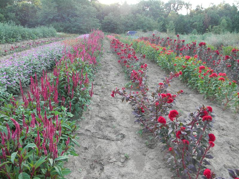 Flowers at Moore's Farm
