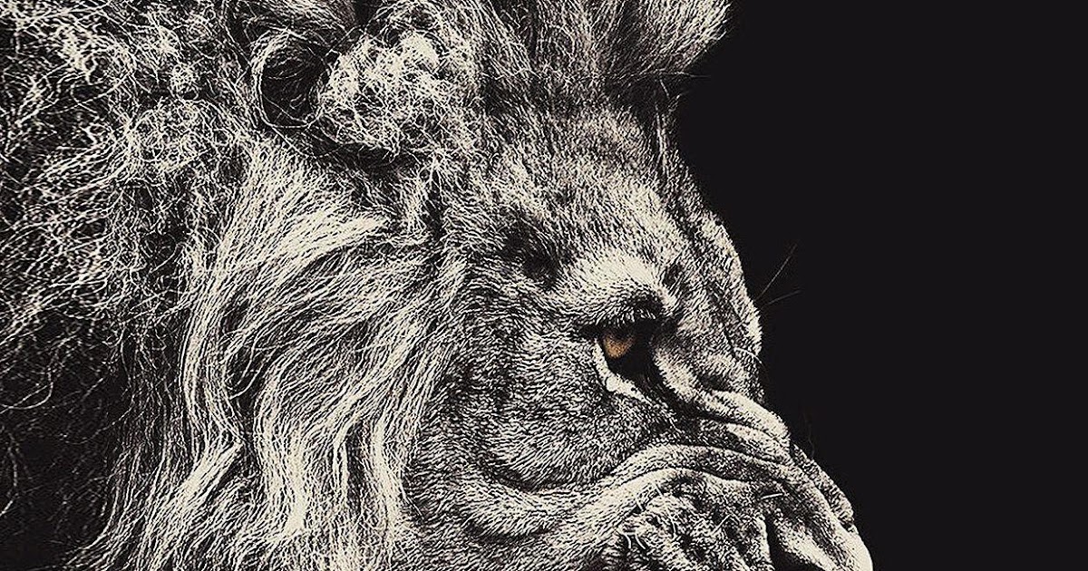 Iphone Amoled Iphone Lion Wallpaper 4K / Lion Wallpapers Free Hd