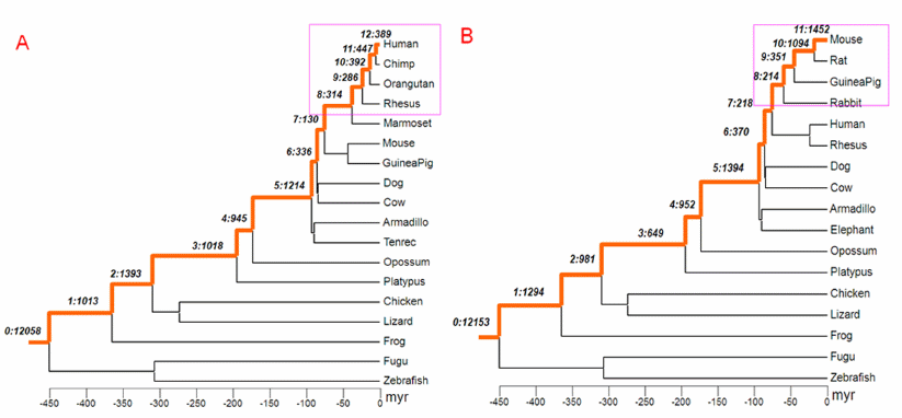 diaprevatlum: invertebrate phylogenetic tree