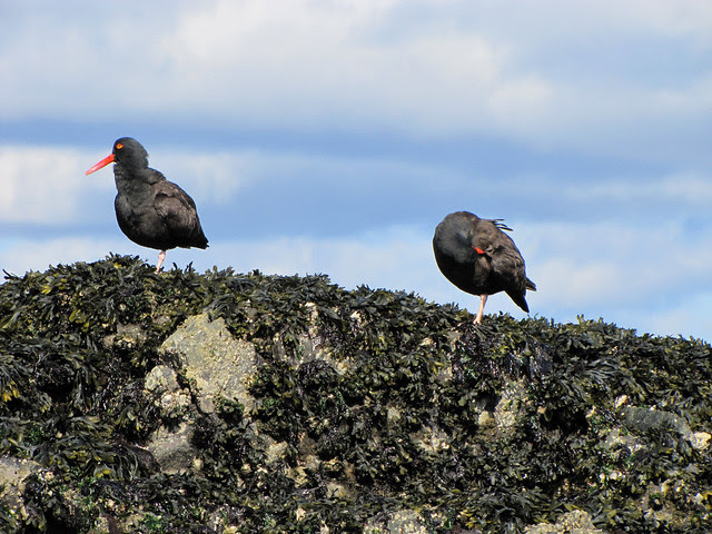 2011-04-17 Cadboro Bay_0043