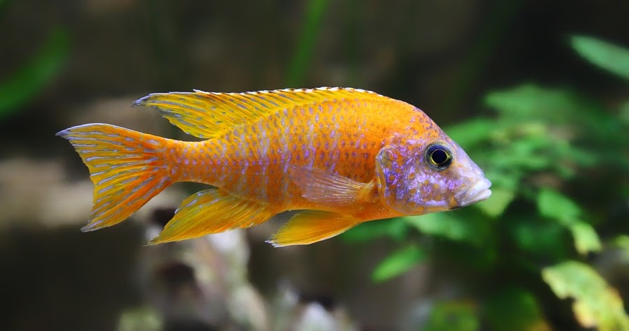 Do Female Peacock Cichlids Have Color?