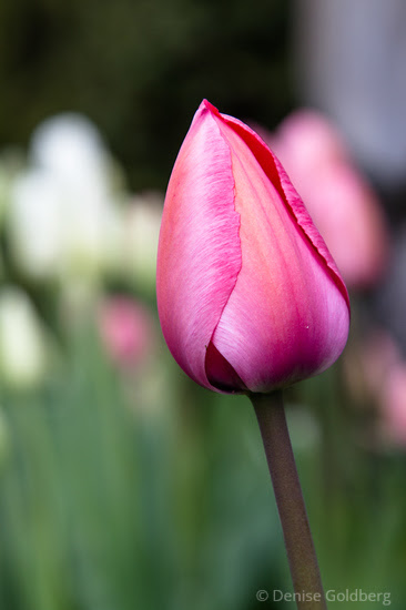 an early tulip in bright pink