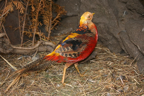 faisán dorado 2