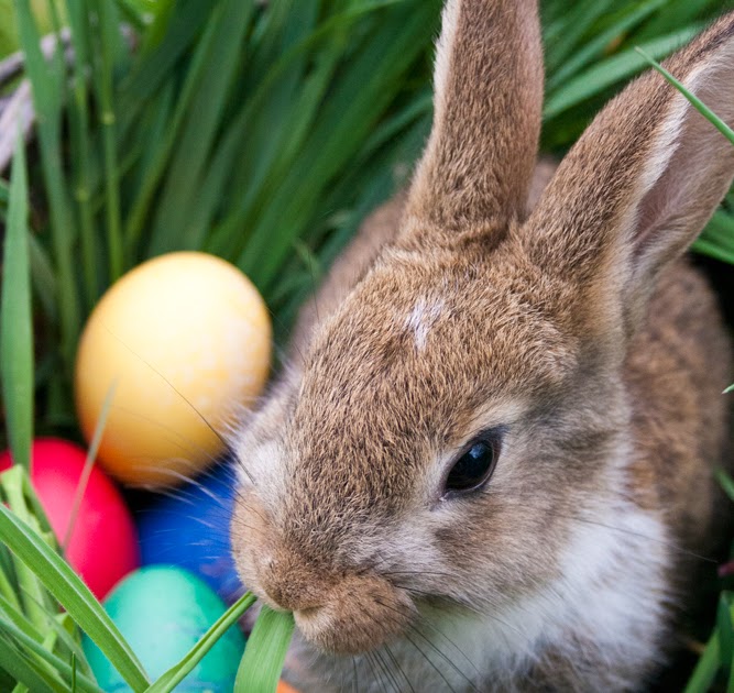 Dina 4 Osterhasenbilder 37 Bilder Vom Osterhasen Kostenlos Besten