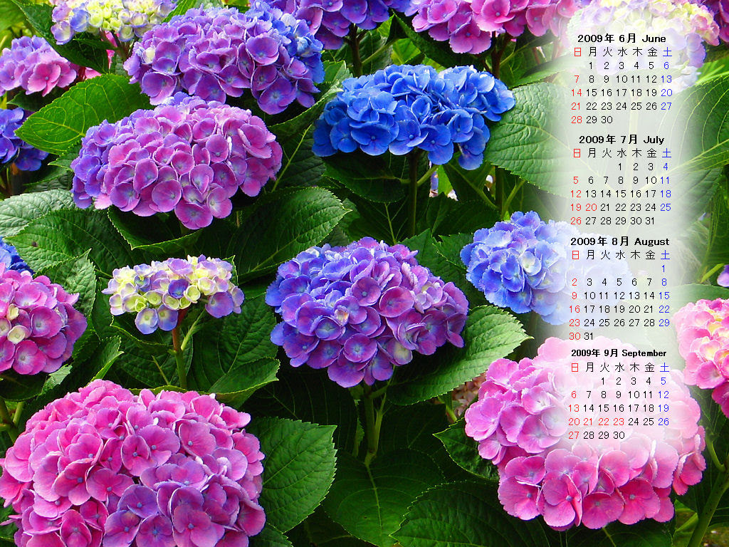 すべての美しい花の画像 最高のデスクトップ 壁紙 花