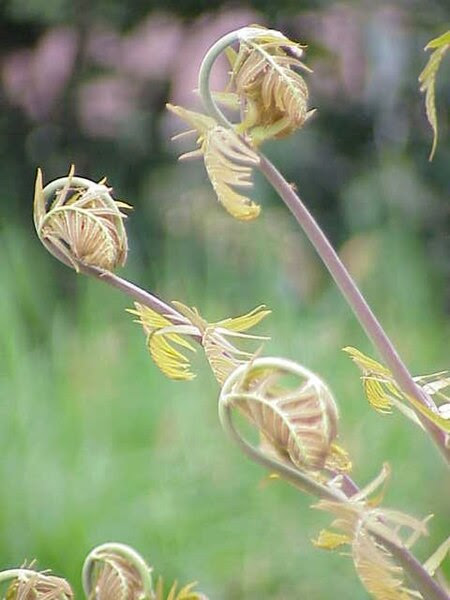 Archivo:Osmunda regalis2.jpg