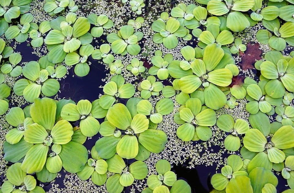 Where Can I Buy Pond Plants Near Me Great Water Plants