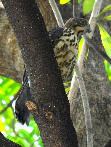 鳳頭蒼鷹/無限台南