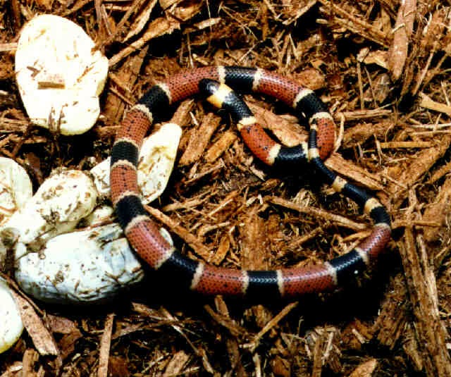 Texas Coral Snake Eggs - Goimages Mega