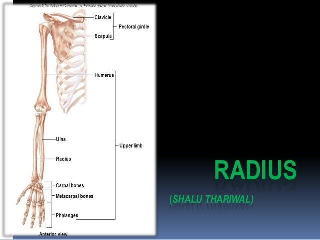 Radius Bone Labelled : Radius Radiology Reference Article Radiopaedia