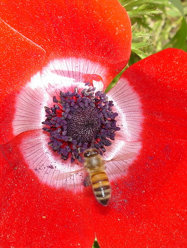 Bee on red