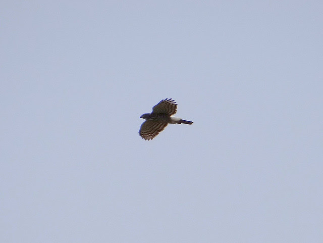 鳳頭蒼鷹/無限台南