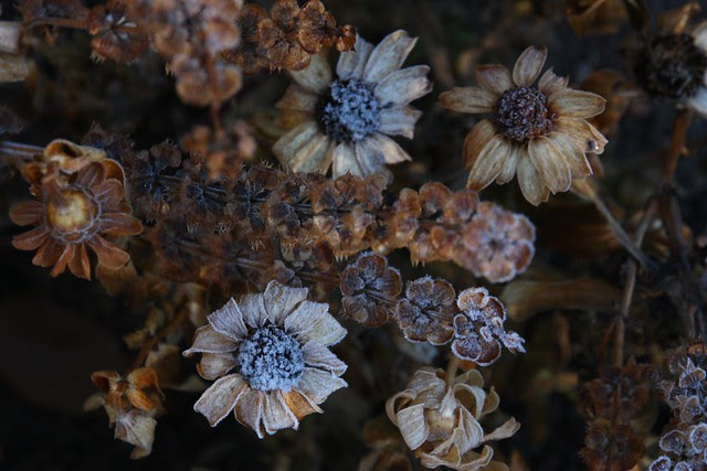 Frosted Dry Flowers