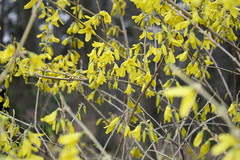 Forsythia