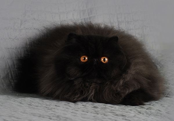 View Persian Big Fluffy Cats Pictures Rura Pets