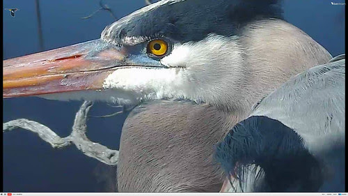 Great Blue Heron nest cam
